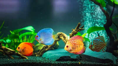 5 beautiful and exotic pet fishes for home aquarium– And their care guide