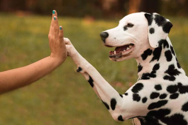 5 exotic pet dog breeds that are suitable for Indian climate